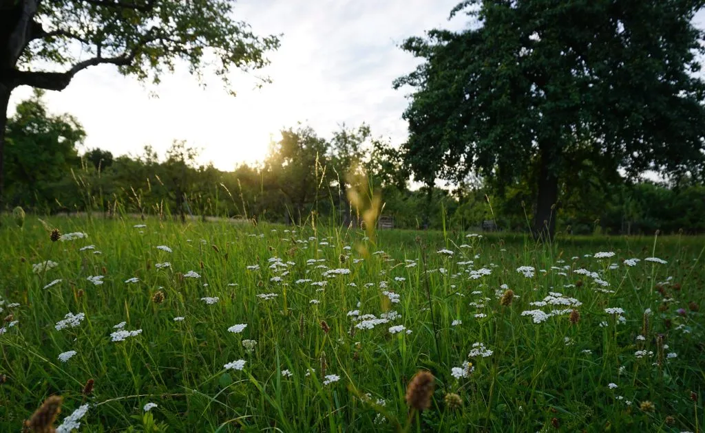 Moving with Children Part I: Learnings as we Search for our Next House in Germany